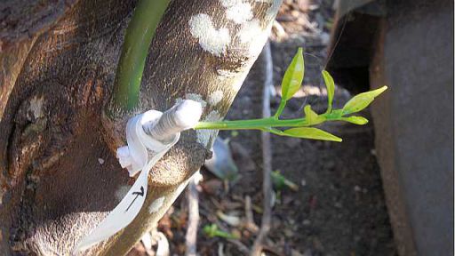 柑橘類の接木
