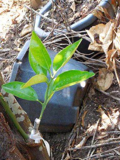 柑橘類の接木