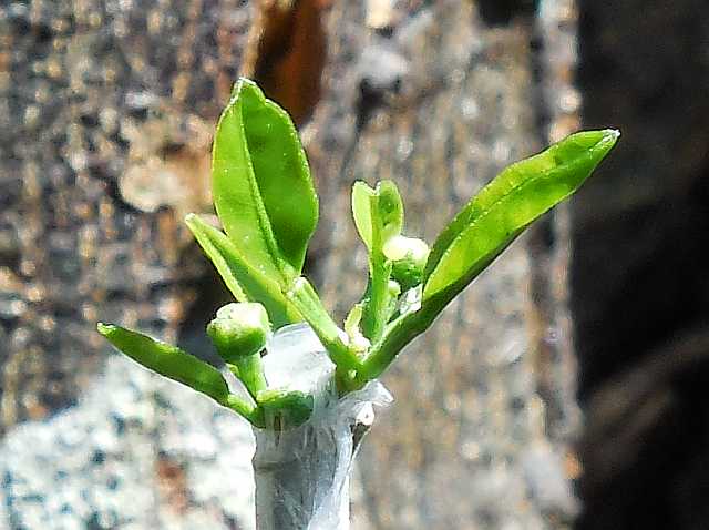 柑橘類の接木