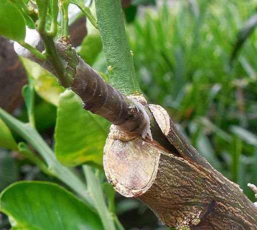 柑橘類の接木