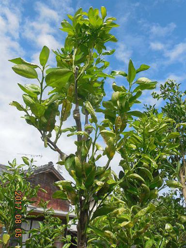 ���k�ނ̐ږ�