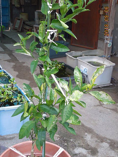 ���k�ނ̐ږ�