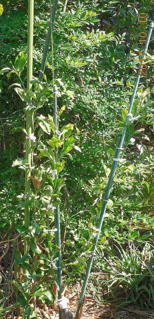 ���k�ނ̐ږ�