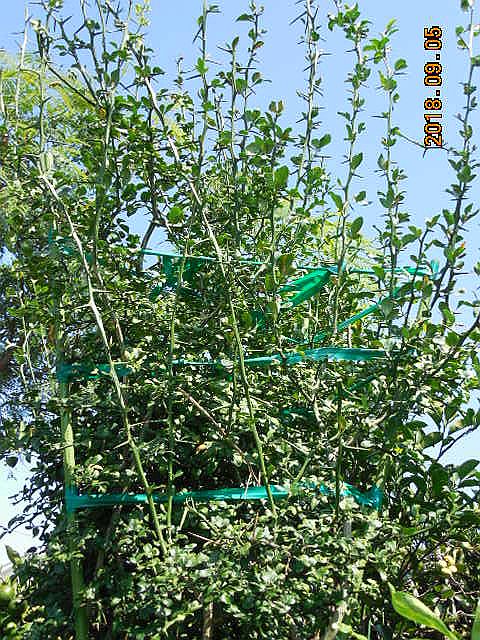 ���k�ނ̐ږ�