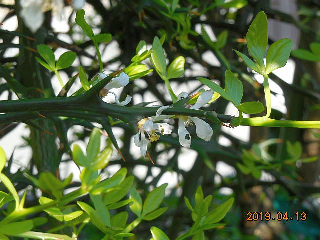 ���k�ނ̐ږ�